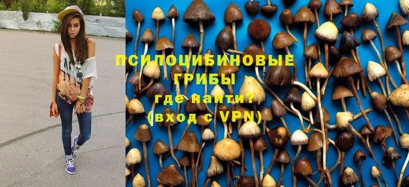 где найти   Отрадная  Псилоцибиновые грибы Psilocybine cubensis 